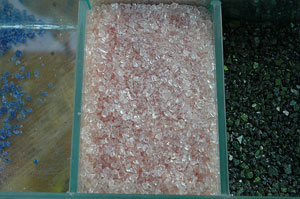 rhubarb pink green