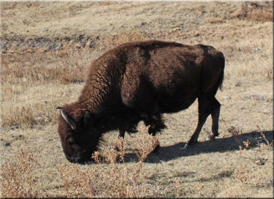 South Dakota Fun