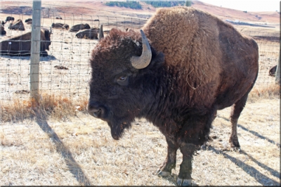 South Dakota Fun