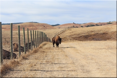 South Dakota Fun